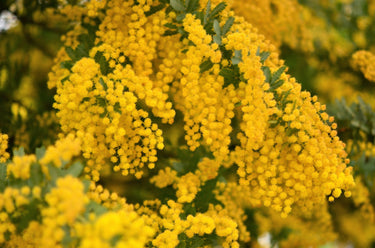 10 GOLDEN MIMOSA Acacia Baileyana Yellow Wattle Tree Flower Seeds